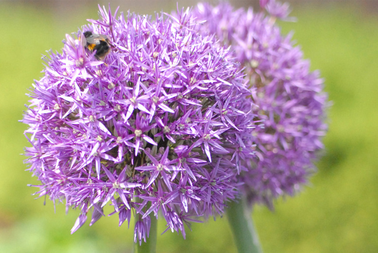 Allium ‘Globemaster’ Flowering Bulbs – Giant Perennial, RHS Award Winner | Wowcher Allium ‘Globemaster’ Flowering Bulbs – Giant Perennial, RHS Award Winner | Wowcher