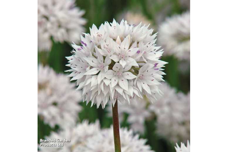 Allium ‘Graceful Beauty’ Flowering Bulbs – Ornamental Perennial | Wowcher