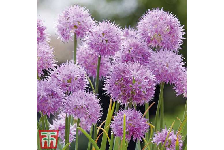 Allium Rosy Dream Bulbs – Compact Flowering Perennial, 40cm | Wowcher
