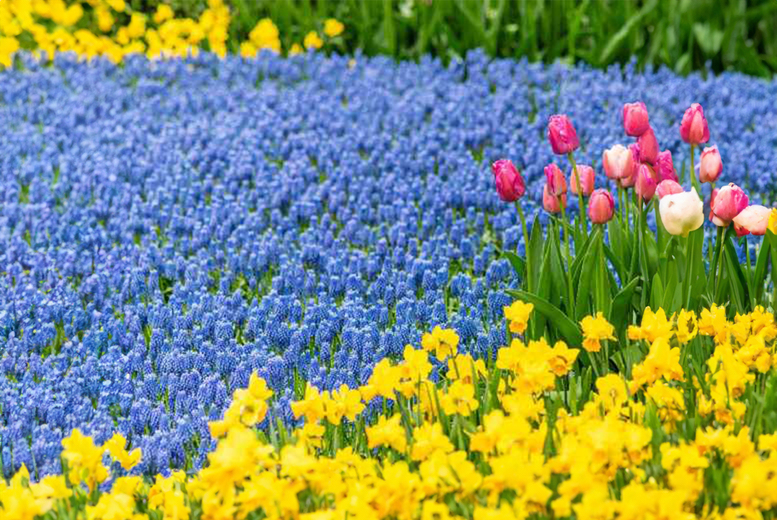 Muscari armeniacum Spring Flowering Bulbs – Hardy Perennial, Deep Blue Blooms (Up to 340 Bulbs) | Wowcher