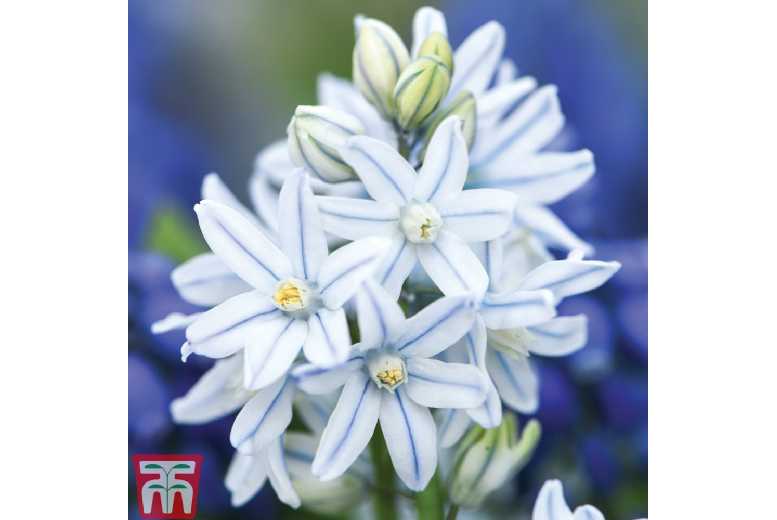 Russian Snowdrop Bulbs (Puschkinia) – Hardy Spring Flowering, Up to 200 Bulbs | Wowcher