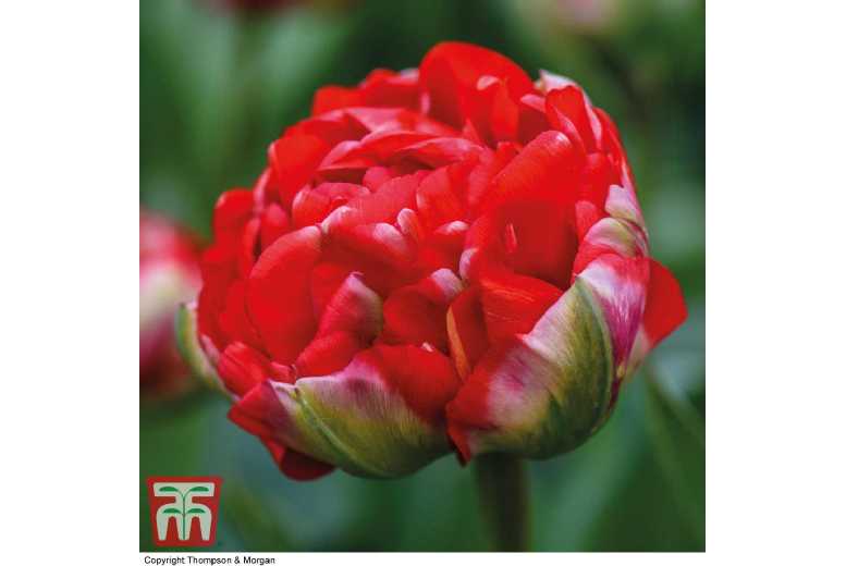 Tulip ‘Boombastic Red’ Bulbs – Peony-Flowered, Compact, Hardy Spring Perennial | Wowcher