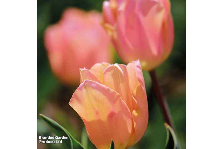 Tulip ‘Apricot Beauty’ Flowering Bulbs – Peach Triumph Tulips for Borders & Containers | Wowcher