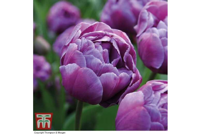 Tulip ‘Blue Diamond’ Peony-Flowering Bulbs – Violet-Purple Blooms, 40cm Tall | Wowcher