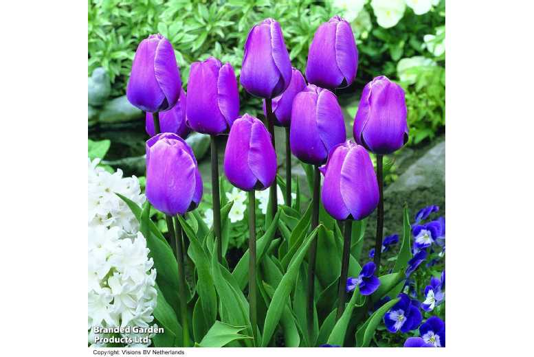 Tulip Bulb Collection – Magic Lavender & Mango Charm, Spring Flowering, 45cm Tall | Wowcher