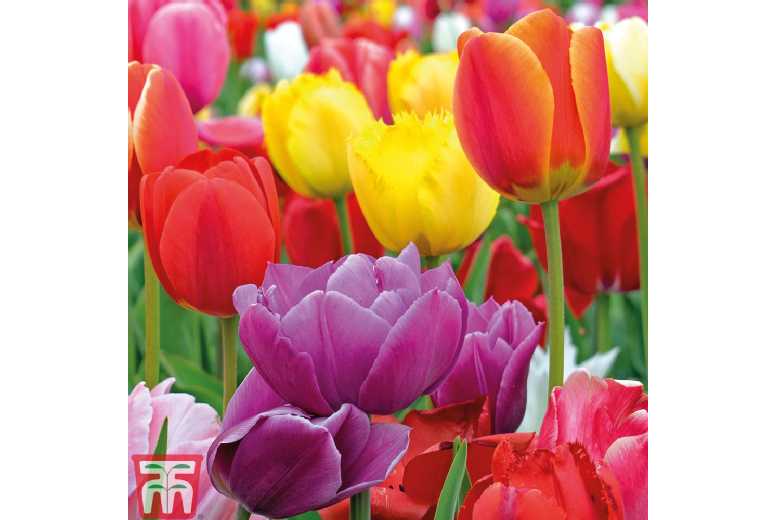 Tulip Majestic Mix Bulbs – Vibrant Spring Flowering Perennial, 35cm | Wowcher