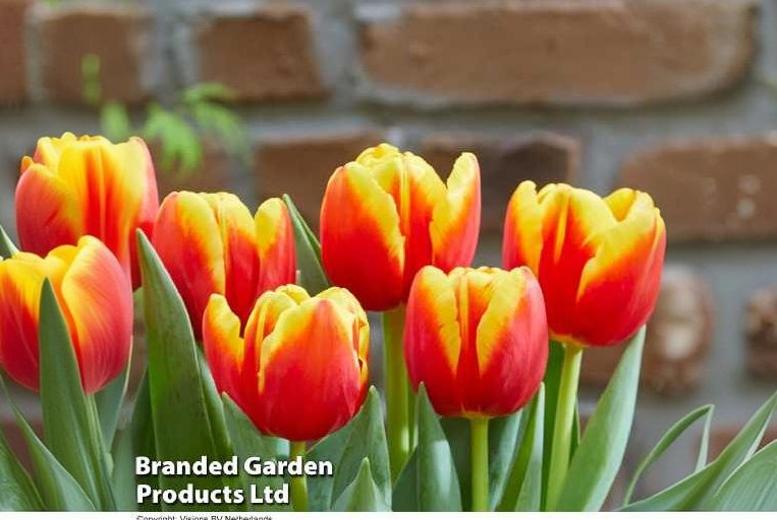 Tulip ‘Pride of Europe’ Bulbs – Mid-Season Flowering, Striking Crimson-Yellow Blooms | Wowcher Tulip ‘Pride of Europe’ Bulbs – Mid-Season Flowering, Striking Crimson-Yellow Blooms | Wowcher
