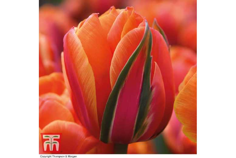 Tulip ‘Queensday’ Double Flowering Bulbs – Peony-Style, Fragrant, 45cm | Wowcher
