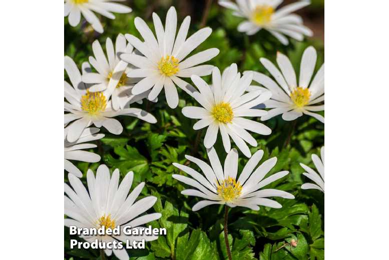 Spring Flowering Bulb Collection – Tulip, Hyacinth & Anemone Mix (Up to 60 Bulbs) | Wowcher