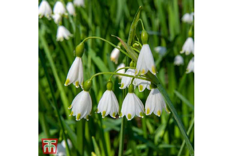 Leucojum Aestivum Flowering Bulbs – Hardy Spring Perennial, Up to 50cm | Wowcher Leucojum Aestivum Flowering Bulbs – Hardy Spring Perennial, Up to 50cm | Wowcher