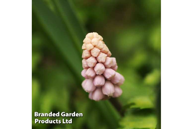 Muscari ‘Pink Sunrise’ Flowering Bulbs – Perennial Spring Bloomer, Compact, Easy-Care | Wowcher Muscari ‘Pink Sunrise’ Flowering Bulbs – Perennial Spring Bloomer, Compact, Easy-Care | Wowcher