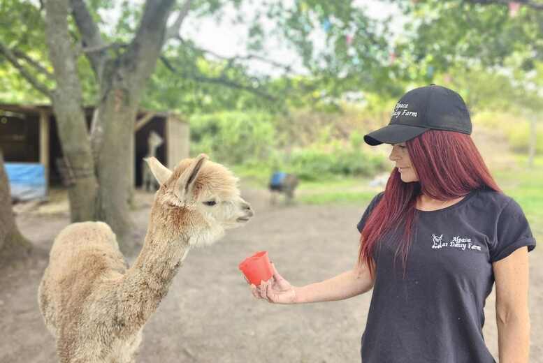 1 Hour Alpaca Meet and Greet for up to 4/Family – Birmingham | Wowcher