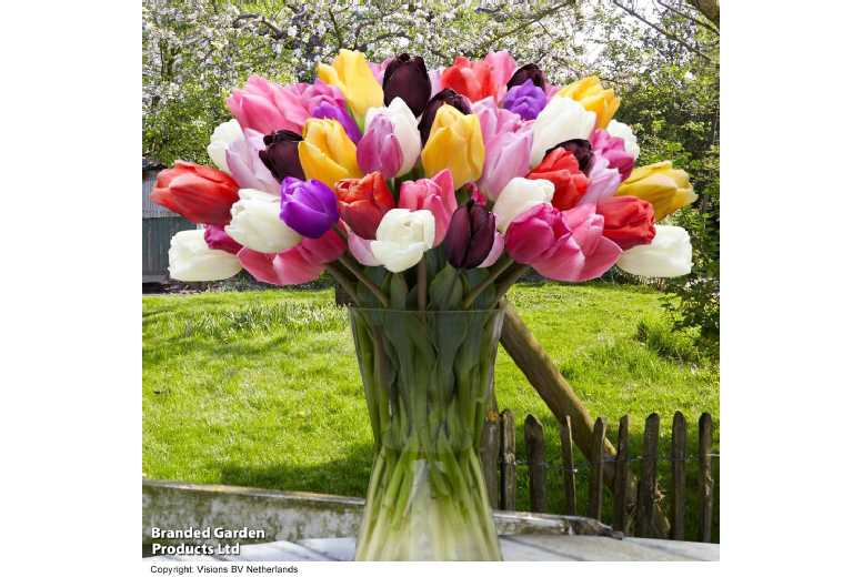 Perennial Tulip ‘Everlasting’ Bulbs – Vibrant Spring Flowering, 40cm Tall | Wowcher