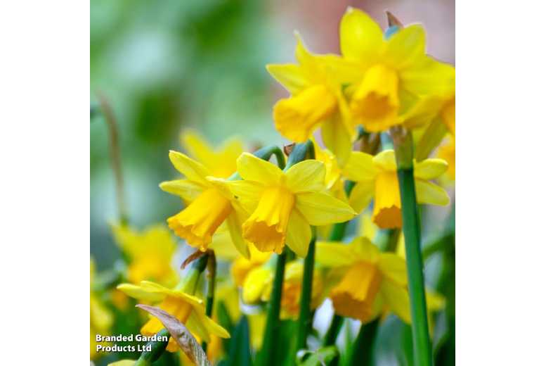 Miniature Daffodil Bulb Mix – Dwarf Narcissus, Early Spring Flowering, 15cm Height | Wowcher