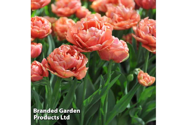 Tulip ‘Copper Image’ Flowering Bulbs – Warm Sunset Tones, 8/16/32 Pack | Wowcher