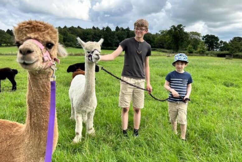 60 Min Alpaca Meet and Greet Experience – Stormcloud Alpacas, Strathaven – 12 Months Validity, Perfect for Christmas! | Wowcher