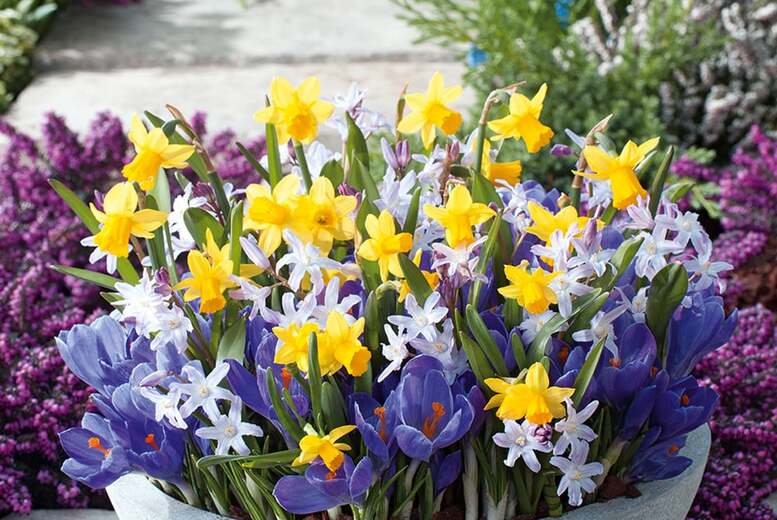 Spring Flowering Bulb Mix – 30 or 60 Dwarf Bulbs for Containers & Borders | Wowcher