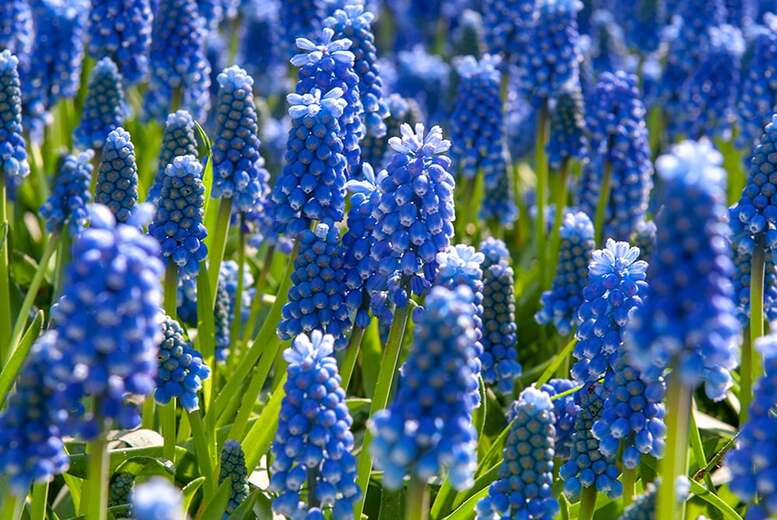 Spring Flowering Purple Rain Bulb Mix – Tulip & Muscari, 40cm Tall | Wowcher