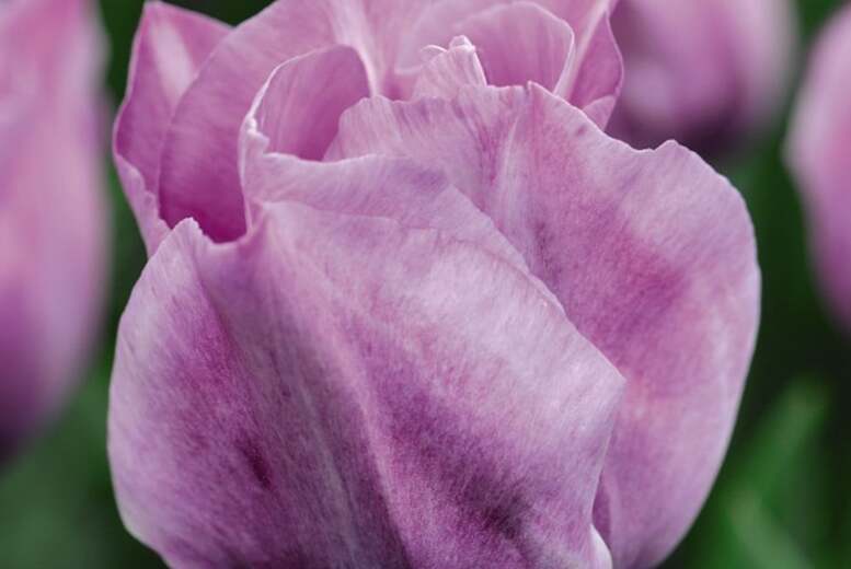 Tulip ‘Carre’ Flowering Bulbs – Lilac-Purple Spring Blooms (Up to 32 Pack) | Wowcher