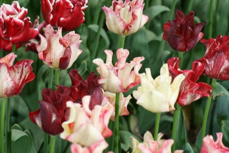 Tulip ‘Coronet Mix’ Bulbs – Flowering Spring Perennial, 40cm | Wowcher