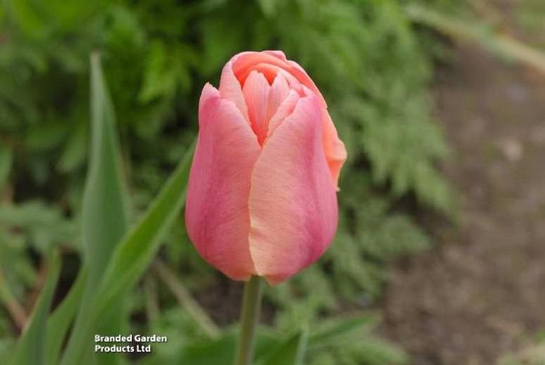 Tulip ‘Blushing Lady’ Flowering Bulbs – Elegant, Tall Spring Blooms | Wowcher
