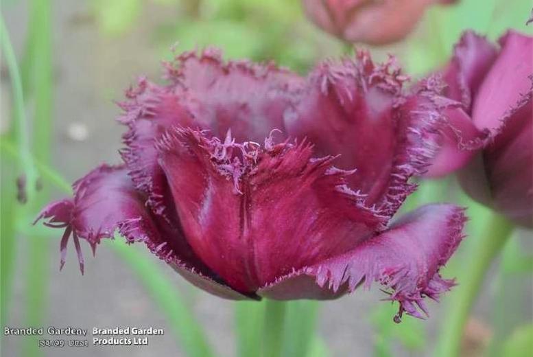 Tulip ‘Gorilla’ Bulbs – Fringed, Late Spring Flowering, 50cm Tall | Wowcher