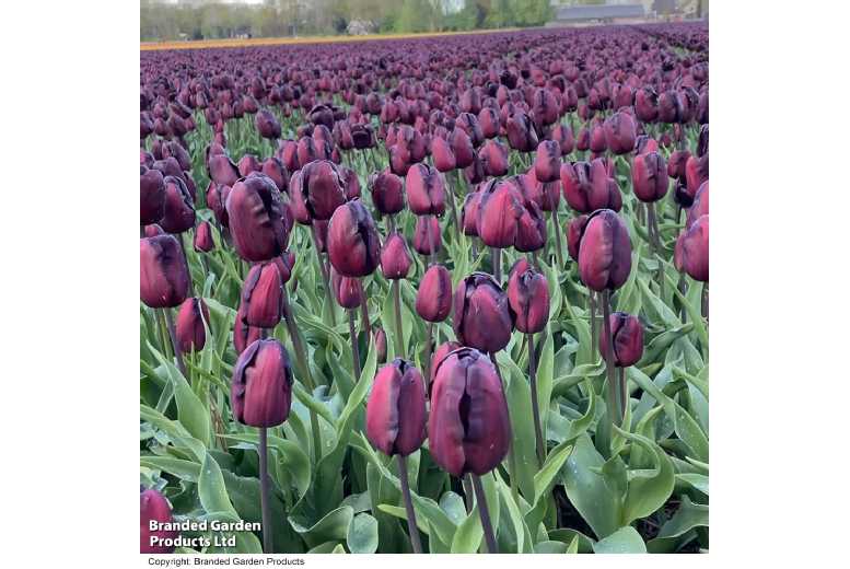 Tulip ‘Queen of Night’ Bulbs – Rich Chocolate-Maroon Flowering Perennial | Wowcher