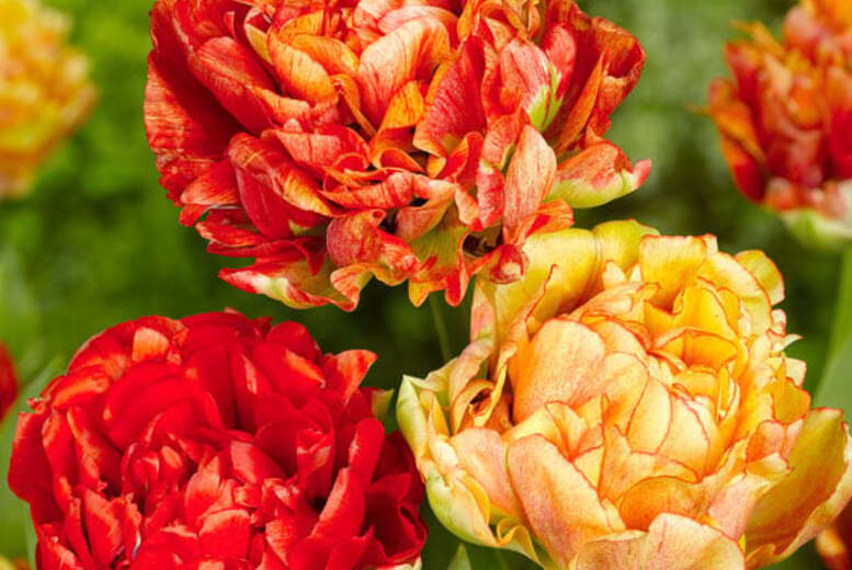 Tulip ‘Gudoshnik Double’ Bulbs – Peony-Flowered, 32-Pack | Wowcher