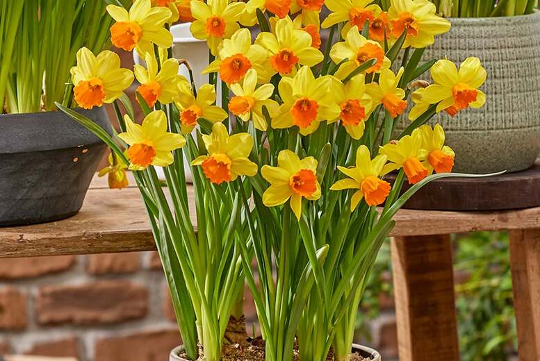 Daffodil Maria Geertruida Bulbs – Flowering Spring Perennial | Wowcher