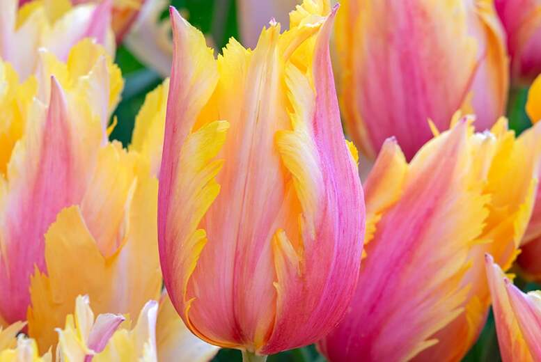 Tulip ‘Flaming Memory’ Flowering Bulbs – Late-Spring Rose-Pink Blooms | Wowcher