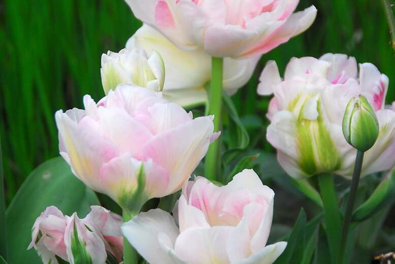 Tulip Super Scented Collection – Flowering Bulb Mix, 32 Bulbs | Wowcher