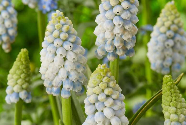 Muscari ‘Alaska’ Flowering Bulbs – White & Blue Spring Hyacinths, 16 Pack | Wowcher