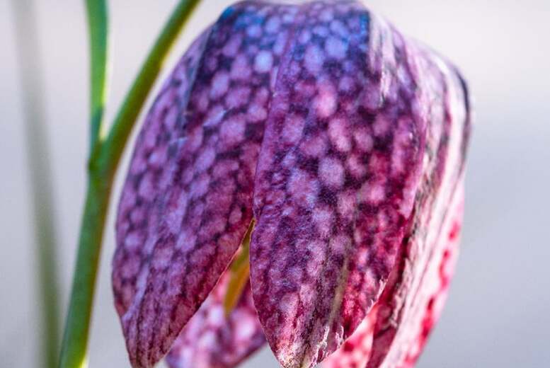 Fritillaria Spring Bells Flowering Bulbs – Perennial, 30cm, Spring Blooms | Wowcher Fritillaria Spring Bells Flowering Bulbs – Perennial, 30cm, Spring Blooms | Wowcher