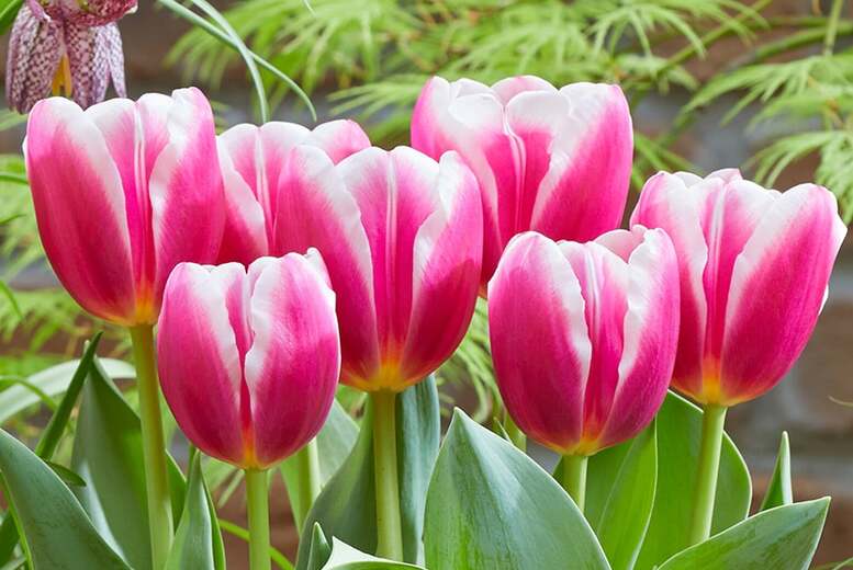 Tulip ‘Angels Share’ Flowering Bulbs – Mid-Season, Rose-Coloured Blooms | Wowcher