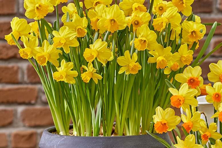 Daffodil Adriana Geertruida Bulbs – Classic Yellow Spring Flowering | Wowcher