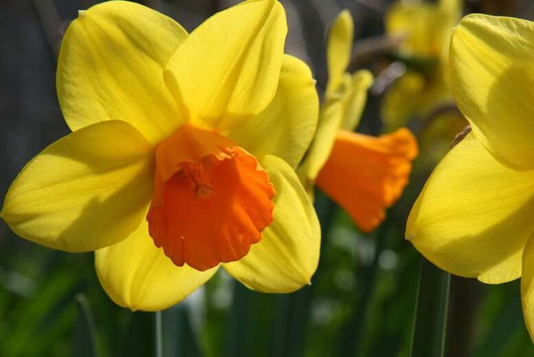Daffodil Jetfire Bulbs – Spring Flowering, Compact Narcissus (25 or 50 Pack) | Wowcher