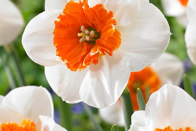 Daffodil ‘Bella Vista’ Bulbs – Flowering Spring Perennial, 10/20/40 Pack | Wowcher Daffodil ‘Bella Vista’ Bulbs – Flowering Spring Perennial, 10/20/40 Pack | Wowcher