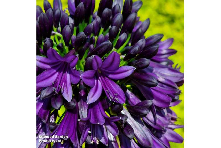 Agapanthus Black Jack – Award-Winning Perennial, Deep Purple Blooms | Wowcher