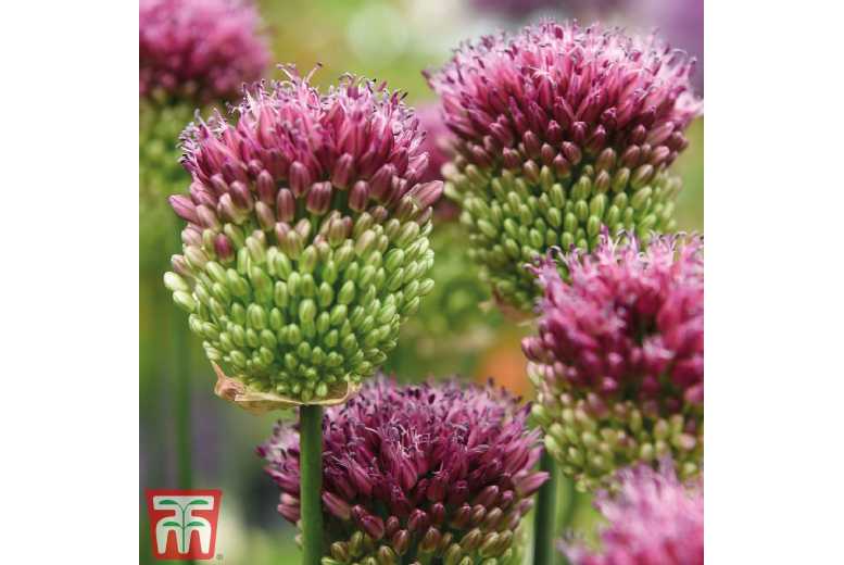 Allium Sphaerocephalon Flowering Bulbs – Perennial, 90cm Tall | Wowcher Allium Sphaerocephalon Flowering Bulbs – Perennial, 90cm Tall | Wowcher