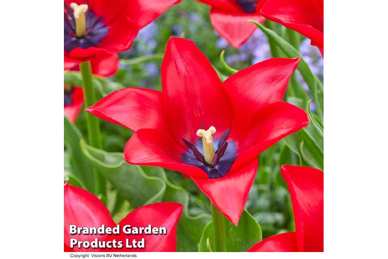 Tulip ‘Invitation’ Bulbs – Flowering Perennial, Scarlet Blooms, 8 or 16 Pack | Wowcher