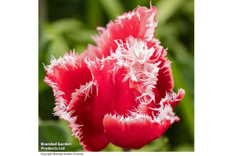 Tulip ‘New Santa’ Bulbs – Festive Fringed Flowering Perennial, 30cm | Wowcher