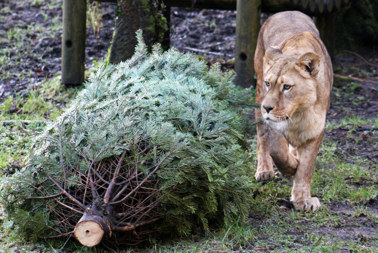 Belfast Zoo Day Ticket for Adult, Child or Valid 7 Days - School Holiday Availability | Wowcher