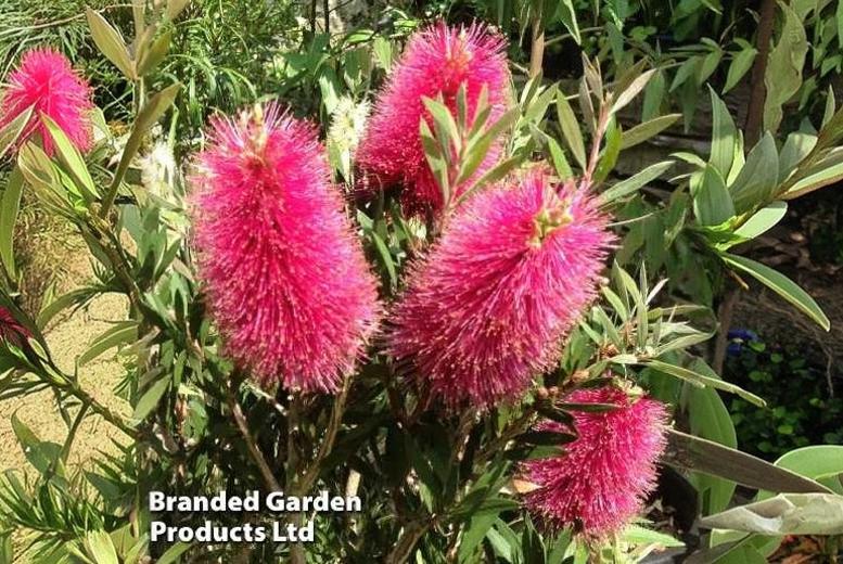 Callistemon Amarette Evergreen Flowering Shrub – 1 or 2 Plants, 90-120cm | Wowcher