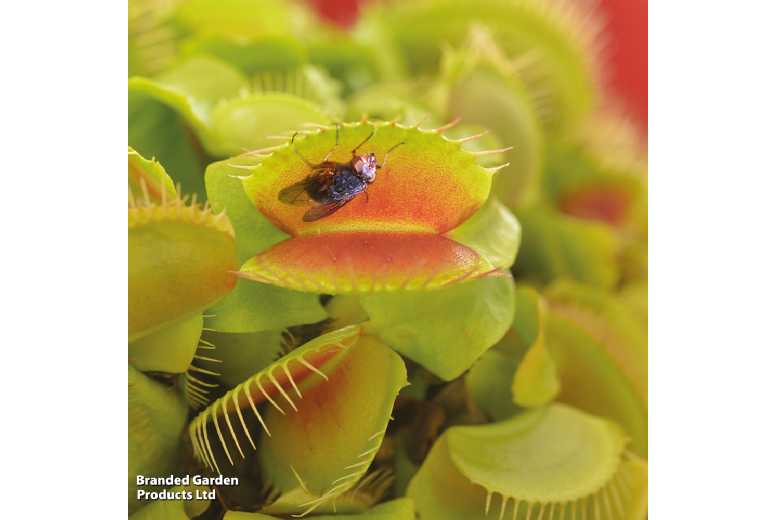 Venus Fly Trap Carnivorous Houseplant - 1 or 3 Plants, Compact, Insect-Eating | Wowcher