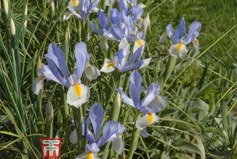Iris Silver Beauty Perennial Bulbs – Elegant Spring Flowering, 50cm Tall, 10 Pack | Wowcher Iris Silver Beauty Perennial Bulbs – Elegant Spring Flowering, 50cm Tall, 10 Pack | Wowcher