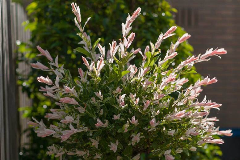 Salix Flamingo Standard Tree - Colourful Ornamental Willow, 2m Mature Height | Wowcher