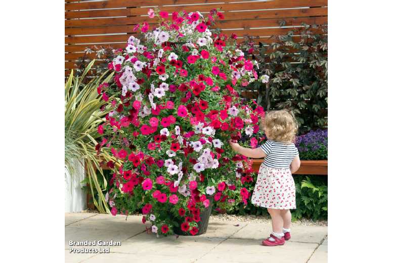 Climbing Plant Trellis Tower Pots – Black/Gold, 1.3m Vertical Support | Wowcher