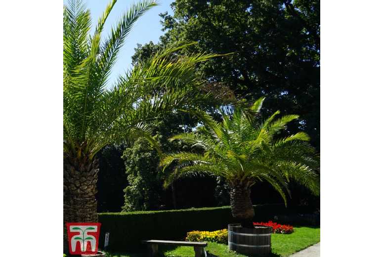 Canary Island Date Palm Tree – Evergreen, Hardy, RHS Awarded (1-3 Pots) | Wowcher