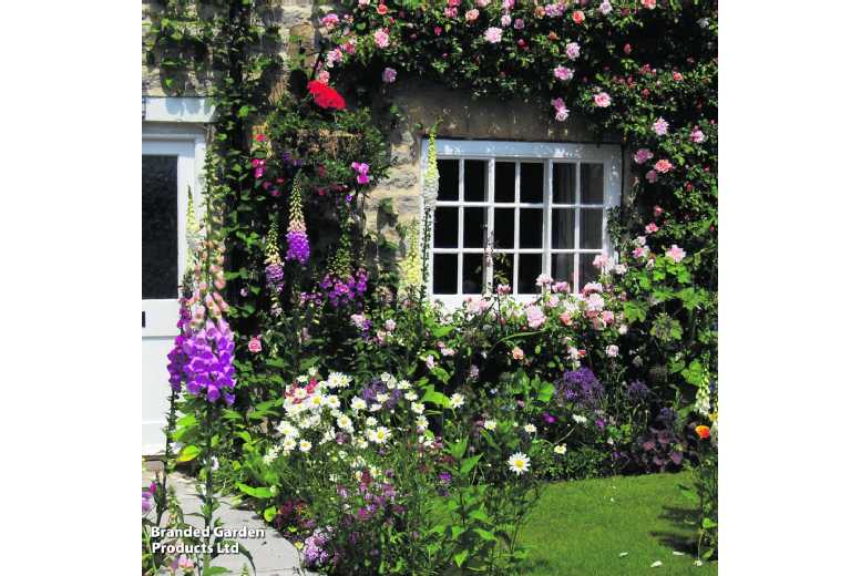 12 Hardy Flowering Perennial Plants - Mixed Potted Collection | Wowcher