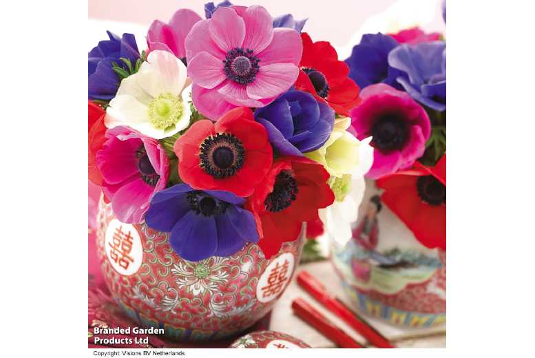 Anemone De Caen Mixed Flowering Bulbs – Vibrant Spring Perennial, 20 or 40 Pack | Wowcher